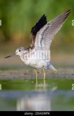 Gemeiner Grünschenkel (Tringa nebularia), Erwachsene, die ihre Flügel umrasten, Italien, Kampanien Stockfoto