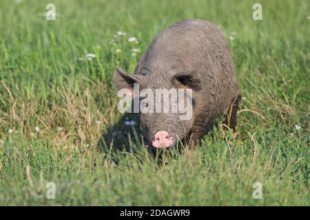 Mangalica, Mangalitsa, Mangalitza, Wooly Schwein (Sus scrofa f. domestica), Wandern in Puszta, Nahrungssuche, Ungarn, Hortobagy Nationalpark Stockfoto