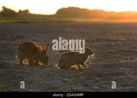 Europäisches Kaninchen (Oryctolagus cuniculus), drei Kaninchen auf einem Hektar bei Sonnenuntergang im Hintergrund, Ungarn, Kiskunsag Nationalpark Stockfoto