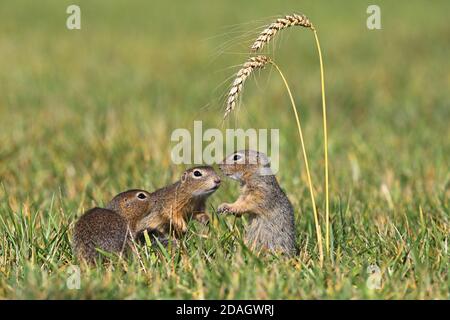 Europäisches Erdhörnchen, europäisches Suslik, europäisches Souslik (Citellus citellus, Spermophilus citellus), Gruppe auf einer Wiese sitzend, Österreich Stockfoto