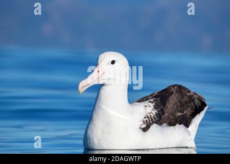 Nördliche Royal Albatross, Toroa (Diomedea sanfordi), Schwimmen, Neuseeland, Südinsel, Kaikoura Stockfoto