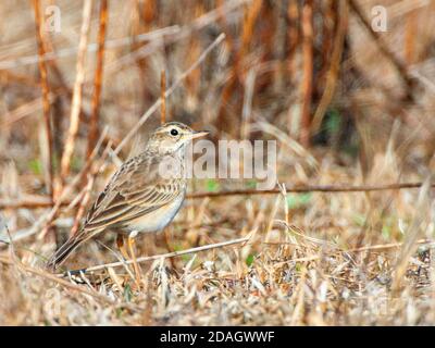 Paddyfield Pipit, Orientalischer Pipit (Anthus rufulus), auf verwelktem Gras, Indien Stockfoto