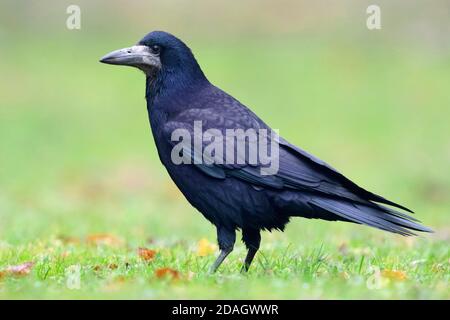 rook (Corvus frugilegus), Seitenansicht eines Erwachsenen, der auf dem Boden steht, Polwn, Woiwodschaft Masowien Stockfoto