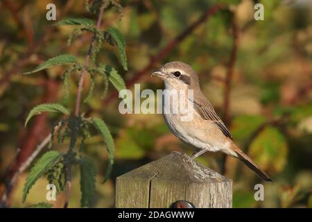 Braunwürger (Lanius cristatus), auf einem Zaunpfosten, Niederlande, Nationalpark Lauwersmeer Stockfoto