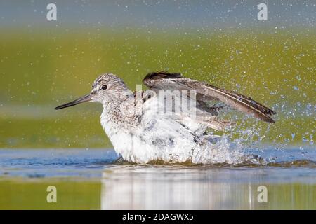 Gemeiner Grünschenkel (Tringa nebularia), Seitenansicht eines Erwachsenen beim Baden, Italien, Kampanien Stockfoto