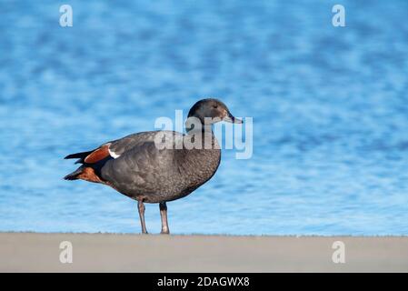 Paradiesschelente (Tadorna variegata), Weibchen am Strand stehend, Neuseeland, Stewart Island Stockfoto