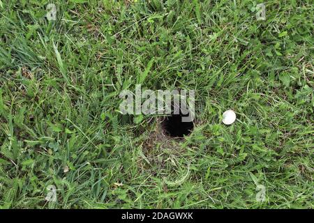 Gemeiner Hamster, Schwarzbauchhamster (Cricetus cricetus), Fallrohr auf einer Wiese, Österreich Stockfoto