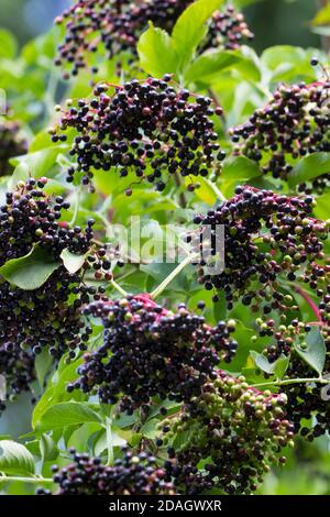 Europäischer Schwarzer Holunder, Holunderbeere, gemeiner Holunder (Sambucus nigra), Beeren auf einem Zweig, Deutschland Stockfoto