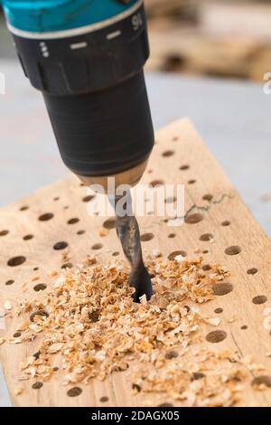 Wildbienennisthilfe aus hartem Holz, Löcher unterschiedlicher Dicke werden mit einem Bohrer in das Holz gebohrt, Deutschland Stockfoto