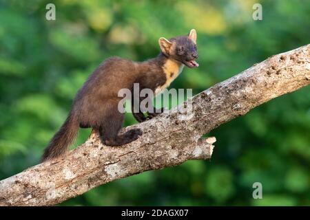 Europäischer Kiefernmarder, baum-Marder, süßer Marder, europäischer Marder, Kiefernmarder (Martes martes), steht auf einem toten zerbrochenen Stamm und streckt die Zunge heraus, Stockfoto