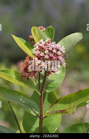 Gemeine Milchkrautpflanze, Purpurkraut (Asclepias syriaca), blühend, Ungarn, Hortobagy Nationalpark Stockfoto