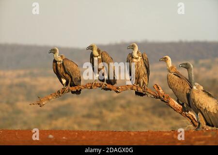 Afrikanische Weißrückengeier (Gyps africanus), Gruppe von Jungtieren an einem Zweig, Südafrika, KwaZulu-Natal, Zimanga Wildreservat Stockfoto