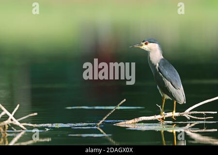 Schwarzer Nachtreiher, schwarzer Nachtreiher, Nachtreiher (Nycticorax nycticorax), auf einem Zweig in einem Billabong, Ungarn, Bacs-Kiskun Stockfoto