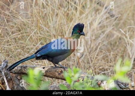 Purpurcrested turaco, Violet-Crested turaco, Purpurcrested lourie (Musophaga porphyreolopha, Tauraco porphyreolophus, Gallirex porphyreolophus), Stockfoto