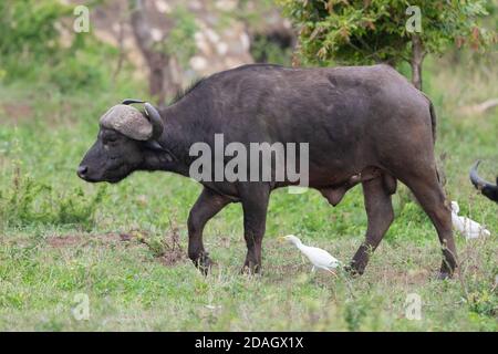 Afrikanischer Büffel (Syncerus Caffer), Wanderbulle, begleitet von Kuhreihern, Südafrika, Mpumalanga Stockfoto