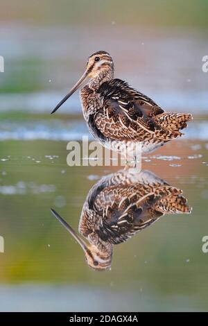 Schnepfenschnauze (Gallinago gallinago), erwachsenes Männchen im Wasser stehend, Italien, Kampanien Stockfoto