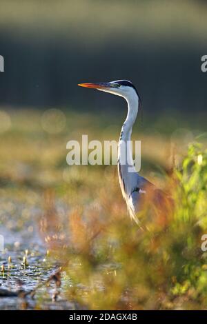 Graureiher (Ardea cinerea), steht in Schilf in Hintergrundbeleuchtung, Ungarn, Tiszaalpar Stockfoto