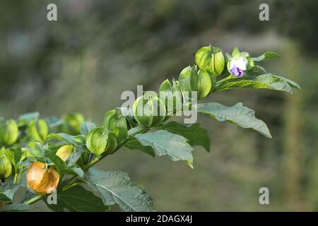 Shoo-fly Pflanze, Apfel-von-peru (Nicandra physihalodes), Zweig mit Früchten und Blume, Niederlande, Gelderland Stockfoto