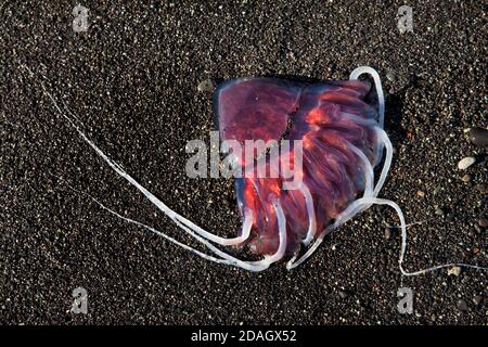 Abgewaschene rote Quallen am schwarzen Sandstrand, Island, Breidarmerkursandur Stockfoto