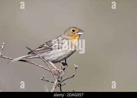 Cinereous Ammering (Emberiza cineracea), thront auf einem Shru, Aufruf, Griechenland, Lesbos Stockfoto