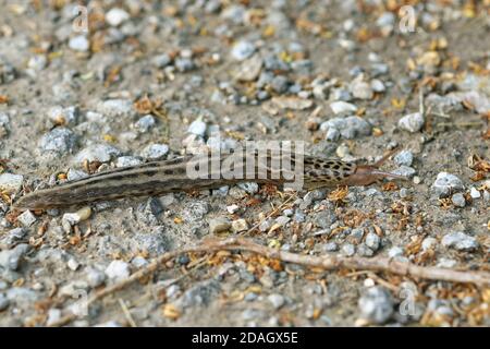 Riesengartenlug, Europäischer Riesengartenlug, große Grauschllug, Gefleckte Gartenschllug (LiMax maximus), auf einem Pfad kriechend, Österreich Stockfoto