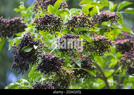 Europäischer Schwarzer Holunder, Holunderbeere, gemeiner Holunder (Sambucus nigra), Beeren auf einem Zweig, Deutschland Stockfoto