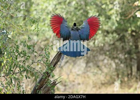 Purpurcrested turaco, Violet-Crested turaco, Purpurcrested lourie (Musophaga porphyreolopha, Tauraco porphyreolophus, Gallirex porphyreolophus), Stockfoto