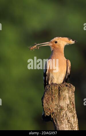 Wiedehopf (Upupa epops), thront auf einem Zweig mit gefangenem Insekt in der Rechnung, Ungarn, Tiszaalpar Stockfoto