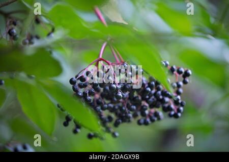 Europäischer Schwarzer Holunder, Holunderbeere, gemeiner Holunder (Sambucus nigra), Beeren auf einem Zweig, Deutschland Stockfoto