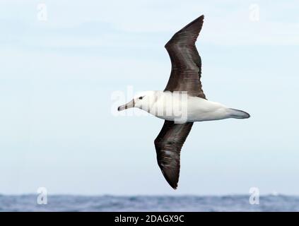 Schwarzbrauen-Albatros (Thalassarche melanophris, Diomedea melanophris), Jugendliche im Flug, Südafrika, Westkap Stockfoto