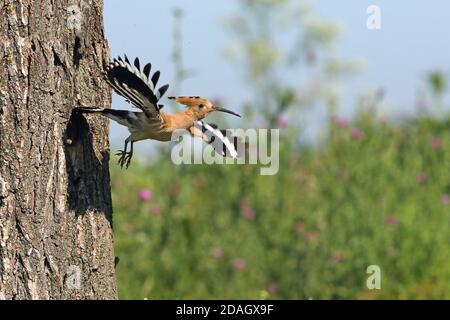 Wiedehopf (Upupa epops), ausgehend vom Nistloch, Ungarn, Koeroes Maros Nationalpark Stockfoto