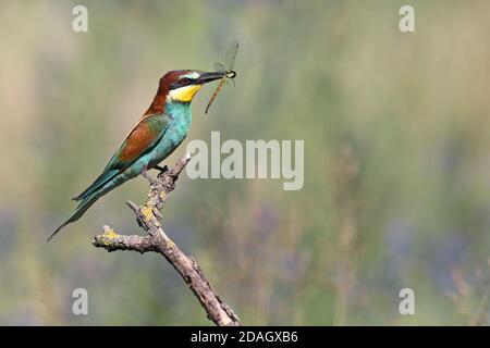 Europäischer Bienenfresser (Merops apiaster), auf einem Zweig mit einer Libelle im Schnabel, Ungarn, Kiskunsag Nationalpark Stockfoto