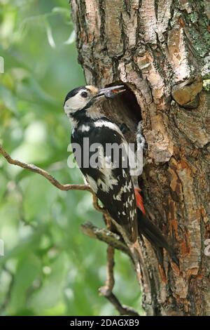 syrischer Specht (Picoides syriacus, Dendrocopos syriacus), Weibchen an der Bruthöhle mit Futter im Schnabel, Ungarn, Kisujszallas Stockfoto