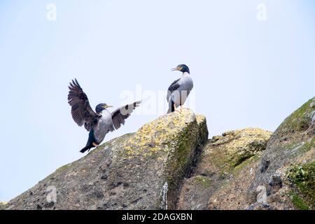 Pitt Shag, Chathams Kormoran, Pitt Island Shag, Featherstone's Shag (Phalacrocorax featherstoni), zwei Pitt Shags, die auf Küstenbrocken sitzen, New Stockfoto