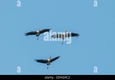 Gemalter Storch (Mycteria leucocephala, Ibis leucocephalus), drei gemalte Störche im Flug, in den Himmel ragend, Indien Stockfoto
