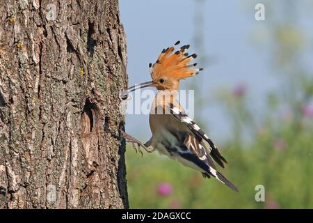 Wiedehopf (Upupa epops), Landung mit Futter in der Rechnung am Nistloch, Ungarn, Koeroes Maros Nationalpark Stockfoto