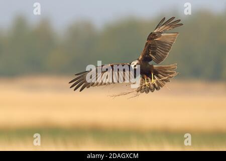 WESTERN Marsh Harrier (Circus aeruginosus), Weibchen landet am Nest mit Nistmaterial, Niederlande, Groningen Stockfoto