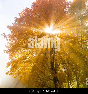 Platane Ahorn, große Ahorn (Acer pseudoplatanus), Pflanze im Herbst von der Sonne beleuchtet, Italien, Kampanien Stockfoto