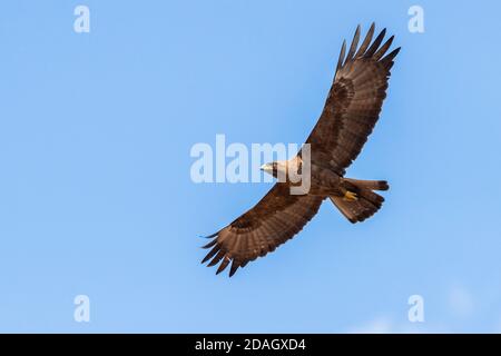 Wahlberg-Adler (Hieraaetus wahlbergi), brauner Morph im Flug von unten gesehen, Südafrika, Mpumalanga Stockfoto