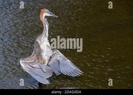 Goliath Reiher (Ardea goliath), unreif beim Sonnenbaden, Südafrika, Lowveld, Krueger National Park Stockfoto