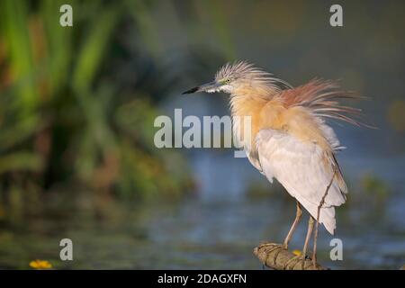 Squacco Reiher (Ardeola ralloides), auf einem Zweig an einem See, Ungarn, Kiskunsag Nationalpark, Tiszaalpar Stockfoto
