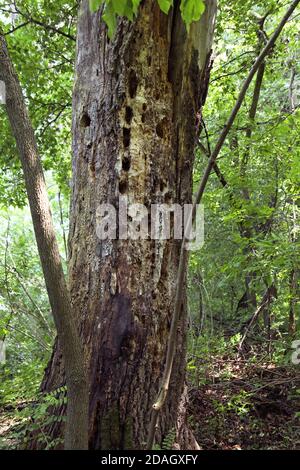 Toter Baum mit Spechthöhlen im Schwemmwald der Theiß, Ungarn, Lakitelek Stockfoto