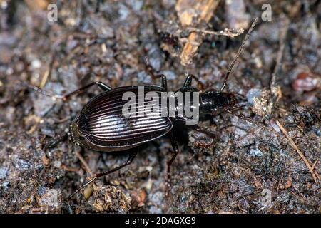 Bodenkäfer (Limodromus assimilis, Platynus assimilis), am Boden, Deutschland Stockfoto