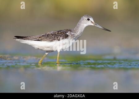 Gemeiner Grünschenkel (Tringa nebularia), Seitenansicht eines im Wasser stehenden Erwachsenen, Italien, Kampanien Stockfoto