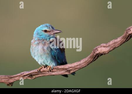 Europäische Walze (Coracias garrulus), Jungvogel, der auf einem Zweig steht, Ungarn, Kiskunsag Nationalpark Stockfoto