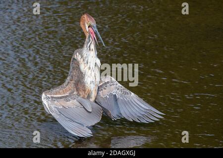 Goliath Reiher (Ardea goliath), unreif beim Sonnenbaden, Südafrika, Lowveld, Krueger National Park Stockfoto