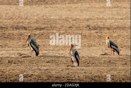 Gemalter Storch (Mycteria leucocephala, Ibis leucocephalus), drei gemalte Störche, die am Ufer eines Flusses ruhen, Indien Stockfoto