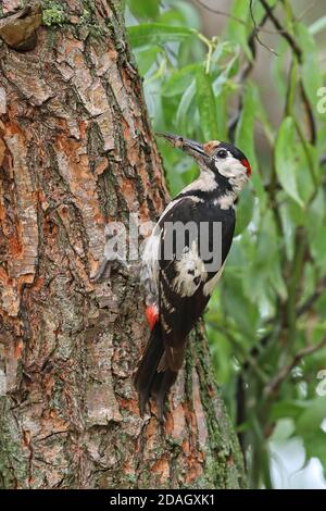 syrischer Specht (Picoides syriacus, Dendrocopos syriacus), Männchen sitzt an einem Baumstamm, Ungarn, Kisujszallas Stockfoto