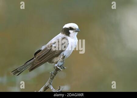 Weißkronenwürger (Eurocephalus anguitimens), auf einem Zweig thront, Südafrika, Lowveld, Krueger National Park Stockfoto