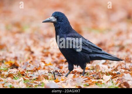 rook (Corvus frugilegus), Seitenansicht eines Erwachsenen, der zwischen Herbstblättern steht, Polen, Woiwodschaft Masowien Stockfoto